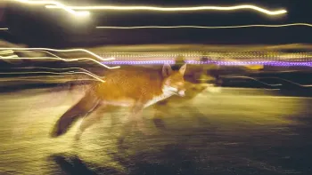 Vernissage «Der Fuchs – Meister der Anpassung»