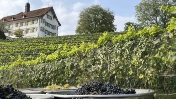 Reblüt Schlossfest
