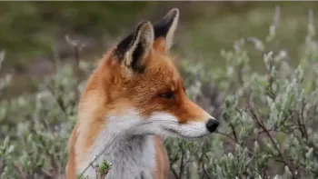 Abend-Vortrag «Der Fuchs – Dank Anpassung auf der ganzen Wel