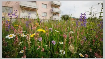 Blumenwiesen anlegen und pflegen