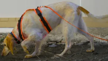 Dem Igel auf der Spur – Igelspürhunde im Einsatz