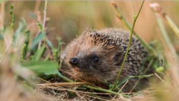 Tier des Jahres 2026 – Pro Natura: Der Igel - Nachbar und Wi