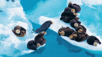 Explora präsentiert: Alaska - Wildes Land