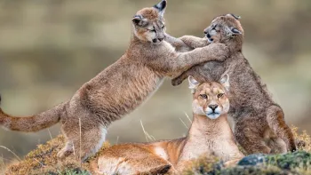 Explora präsentiert: Patagonien