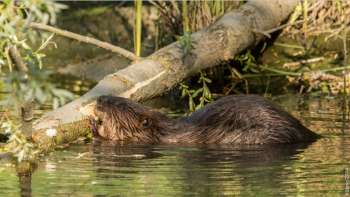 Im Reich der Biber