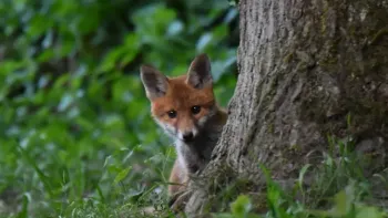 Abend-Vortrag «Begegnungen mit dem Fuchs»