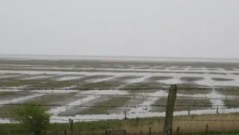 Vögel und Landschaften am Wattenmeer Nordfriesland