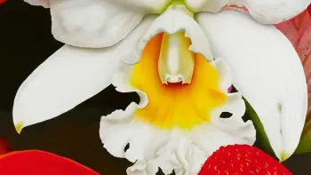 En Fleur