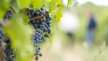 PIWI-Weine entdecken: neue Rebsorten – neue Weine