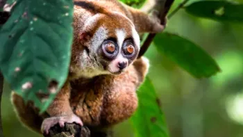 Borneo - Leben im Regenwald - Explora Live Show