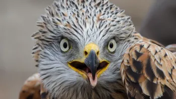 Der Rotmilan – majestätisch und angepasst