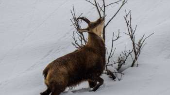 Tierspuren im Winter