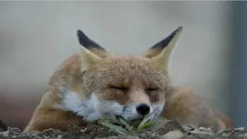 Führung durch die Sonderausstellung Der Fuchs – Meister der