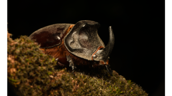 Bugbusters – Hollywoods heimliche Stars (Käfer & kundig