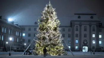 Die Weihnachtstanne kommt geflogen Die Weihnachtstanne kommt geflogen