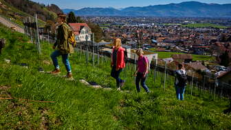 Culinary hike in the Rhine Valley between Au and Marbach