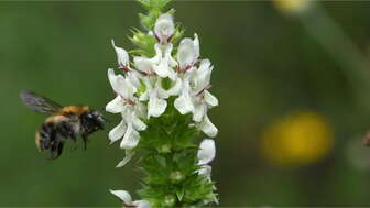 Kleine Wildbienenretter:Innen