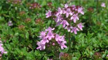 VORTRAG: Flora Raetica - Streifzug durch die Bündner Flora