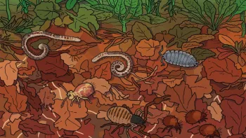 28.Herbsttagung «Boden – das Universum unter unseren Füssen»