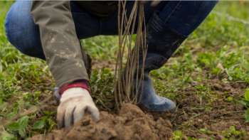 Natur verbindet - mehr Hecken für Waldkirch Natur verbindet - mehr Hecken für Waldkirch