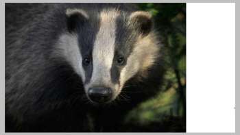 Das geheimnisvolle Leben der Dachse