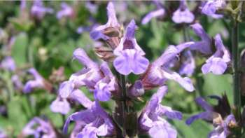 Vortrag: Dalmatien blüht - vom Meer bis in die Berge Vortrag: Dalmatien blüht - vom Meer bis in die Berge