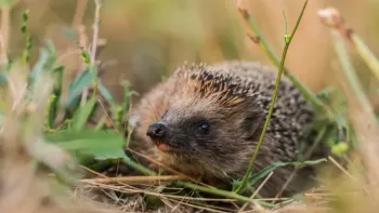 Tier des Jahres 2026 – Pro Natura: Der Igel