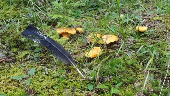 Tierspuren erkennen und verstehen, was sie uns verraten