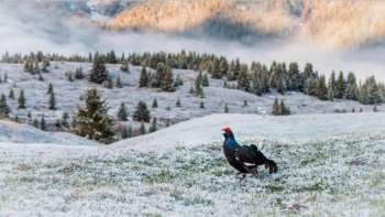 Ein Abend mit Levi Fitze