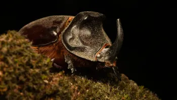 Bugbusters – Hollywoods heimliche Stars