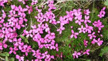 Vom Eis geformt – Die Evolutionsgeschichte der arktisch-alpi