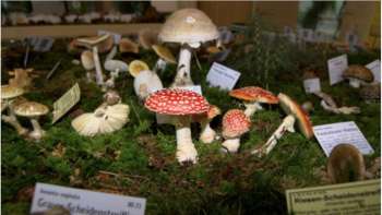 Pilzausstellung