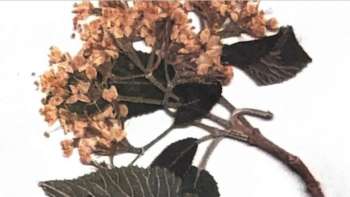 Z'Gast: Baila Latino Tanzabend