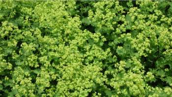 Heilende Kräuter - Frauenheilkunde & Aromatherapie