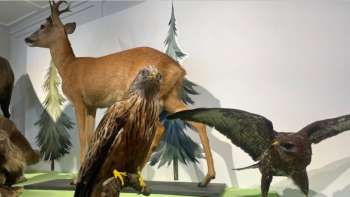 Wild.Wald.Wir - Sonderausstellung