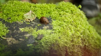 Achtsamkeit im Wald