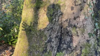 Im Wald – der Weg des Holzes