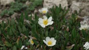 Vortrag: Fotoreise durch arktische und alpine Ökosysteme