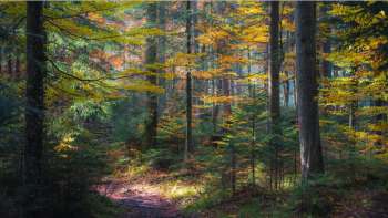 Klangkino - Der Wald als Klangdom-Erfahrung Klangkino - Der Wald als Klangdom-Erfahrung