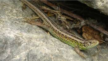 Stein auf Stein für die Eidechse