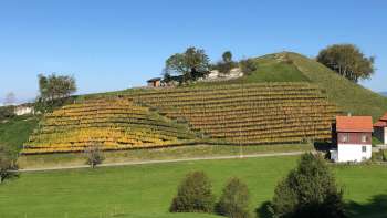 Rebberg am Gupfen