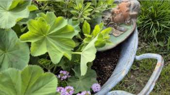 Schenk und Nimm Tag, Alte Mühle Gams