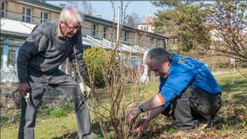 Sträucher- Rosen- und Beerenschnitt