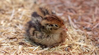 Das frühe Huhn: Führung «Allerlei rund ums Ei» mit Tierfü