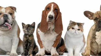 Darmgesundheit der Tiere