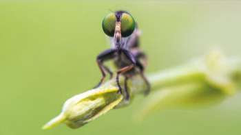 Krabbler – unheimlich faszinierend