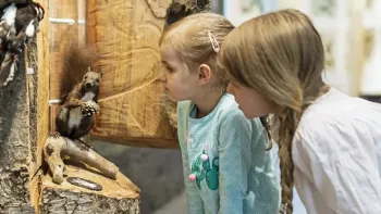 Internationaler Museumstag im Naturmuseum St.Gallen