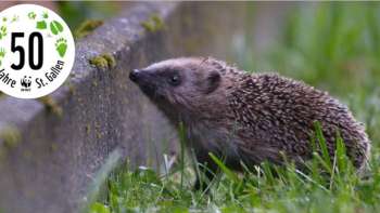 Ein Zuhause für den Igel