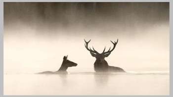 Le Chant des forêts