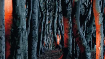 Explora präsentiert: Die Seele des Waldes